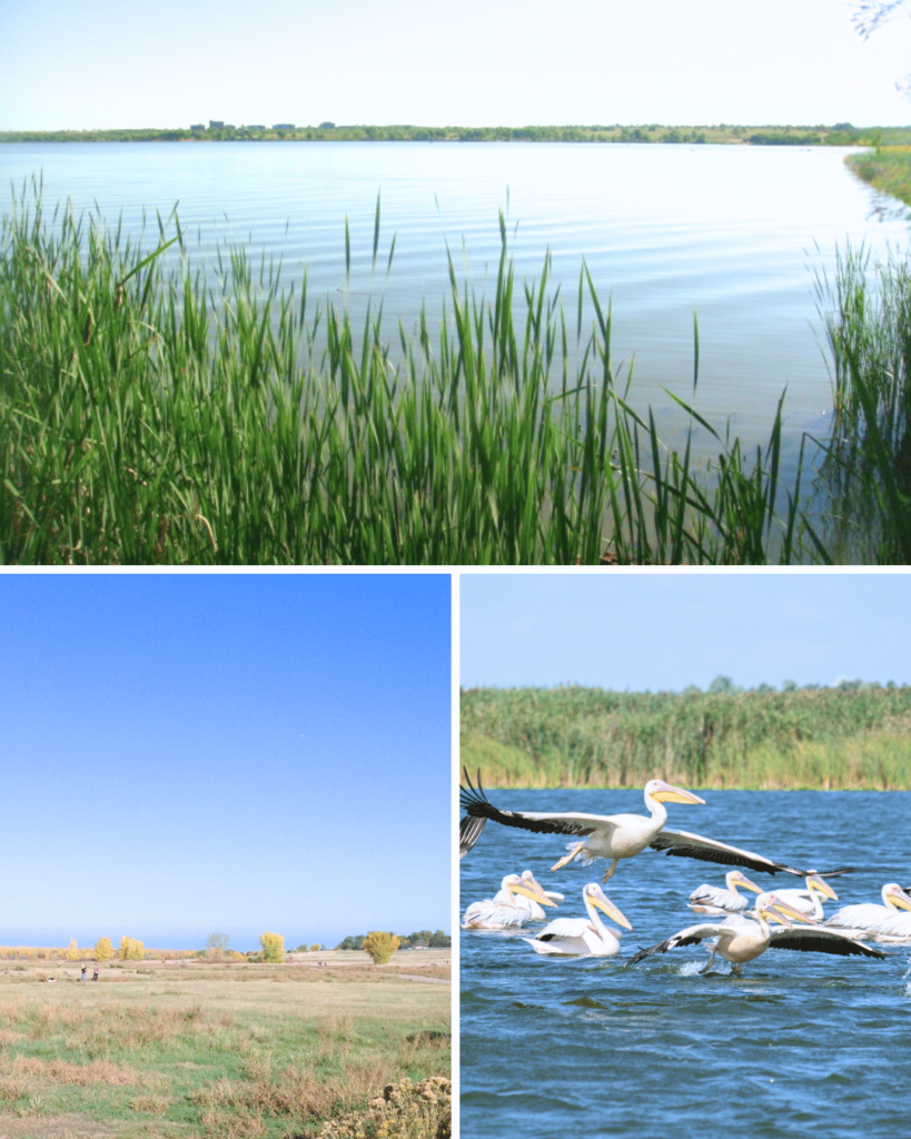 Cherry Creek State Park is my favorite for birding
