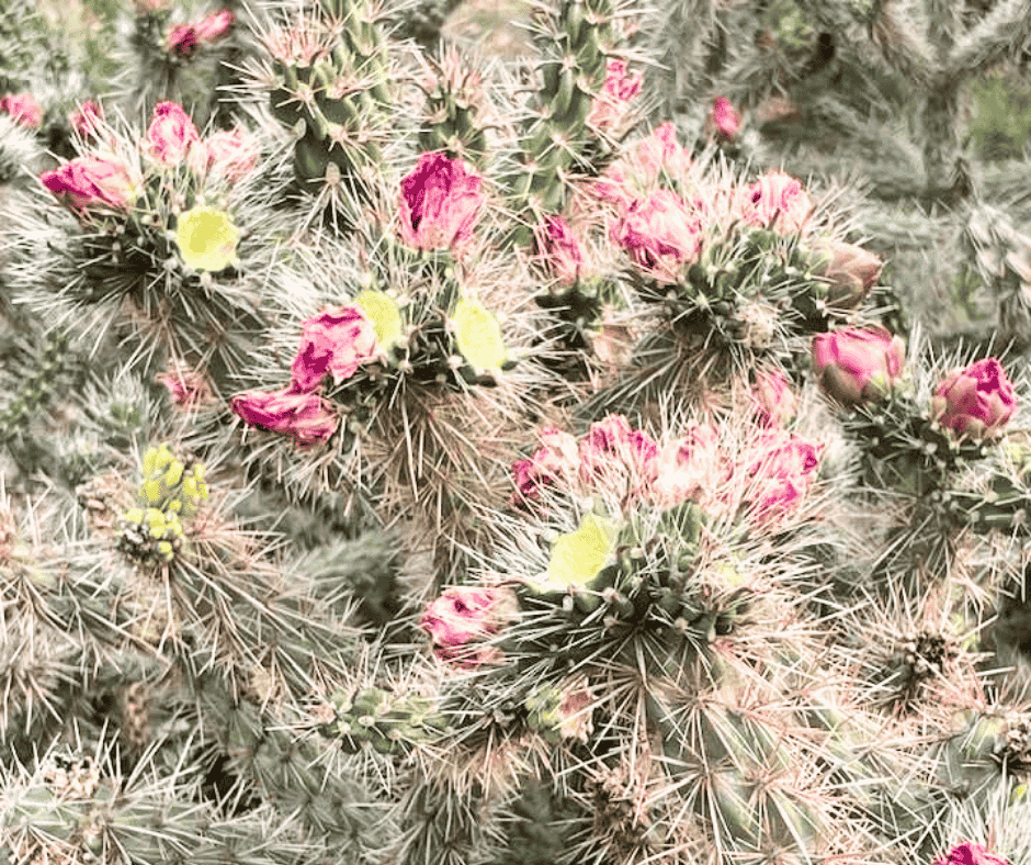 Look for blooming cacti along teh trail inclduing pickly pear cactus late spring to summer