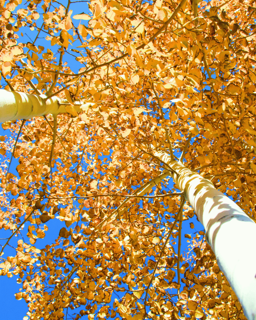 Crisp autumn air, vibrant leaves, and endless trails are some of the things you get to experience in Colorado in fall