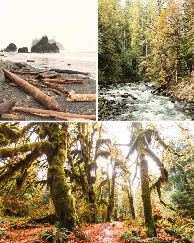 Chase fall colors in Olympic National Park in the Pacific Northwest