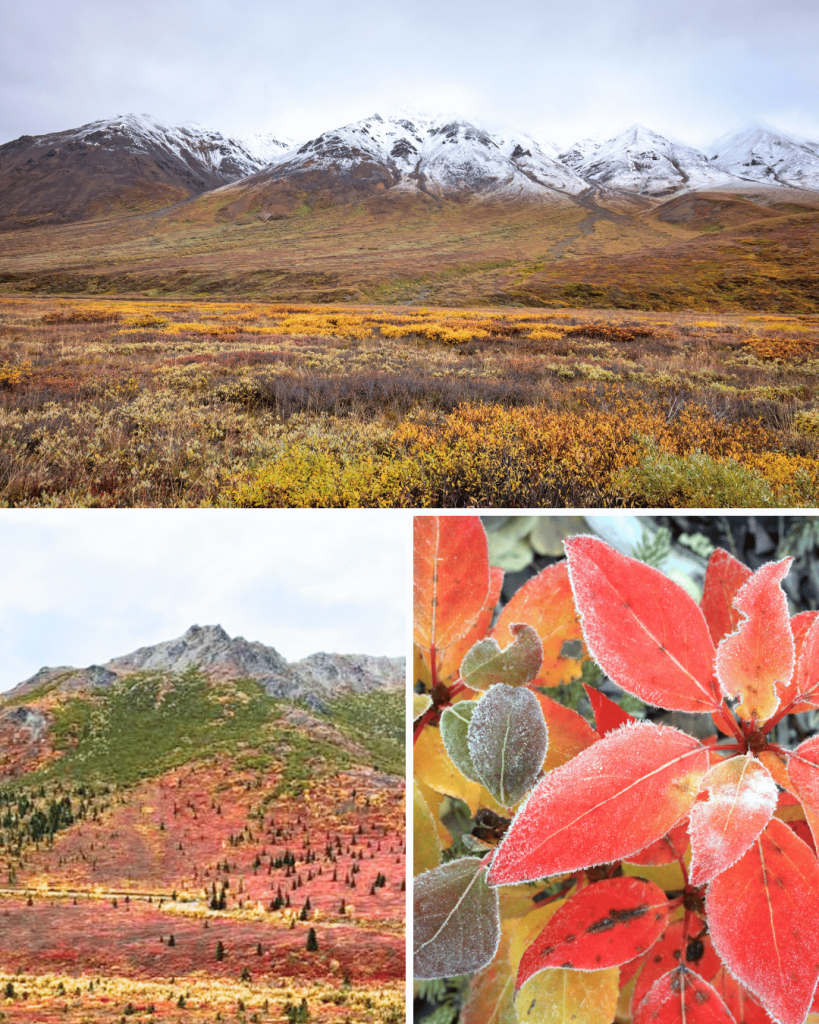 Early September is the perfect time to see vivid fall foliage in Denali National Park.