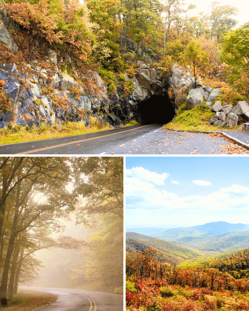 Shenandoah National Park is practically bursting with fall colors in October