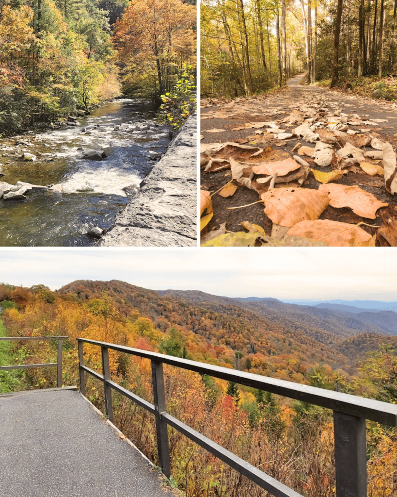 You're bound to spot bears on a fall visit to the Smokies